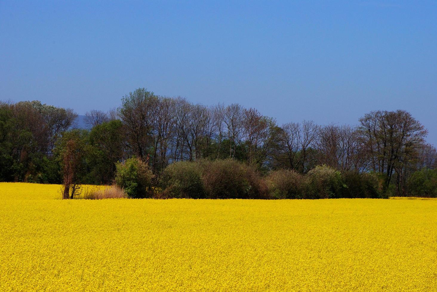 campi di colza con alberi foto