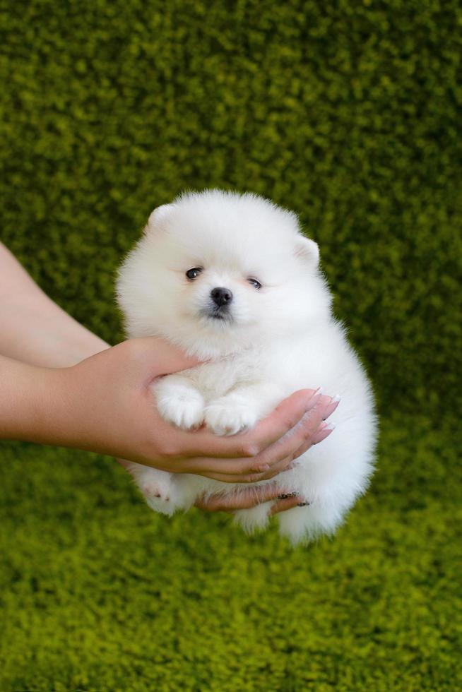 bellissimo piccolo spitz bianco di Pomerania foto