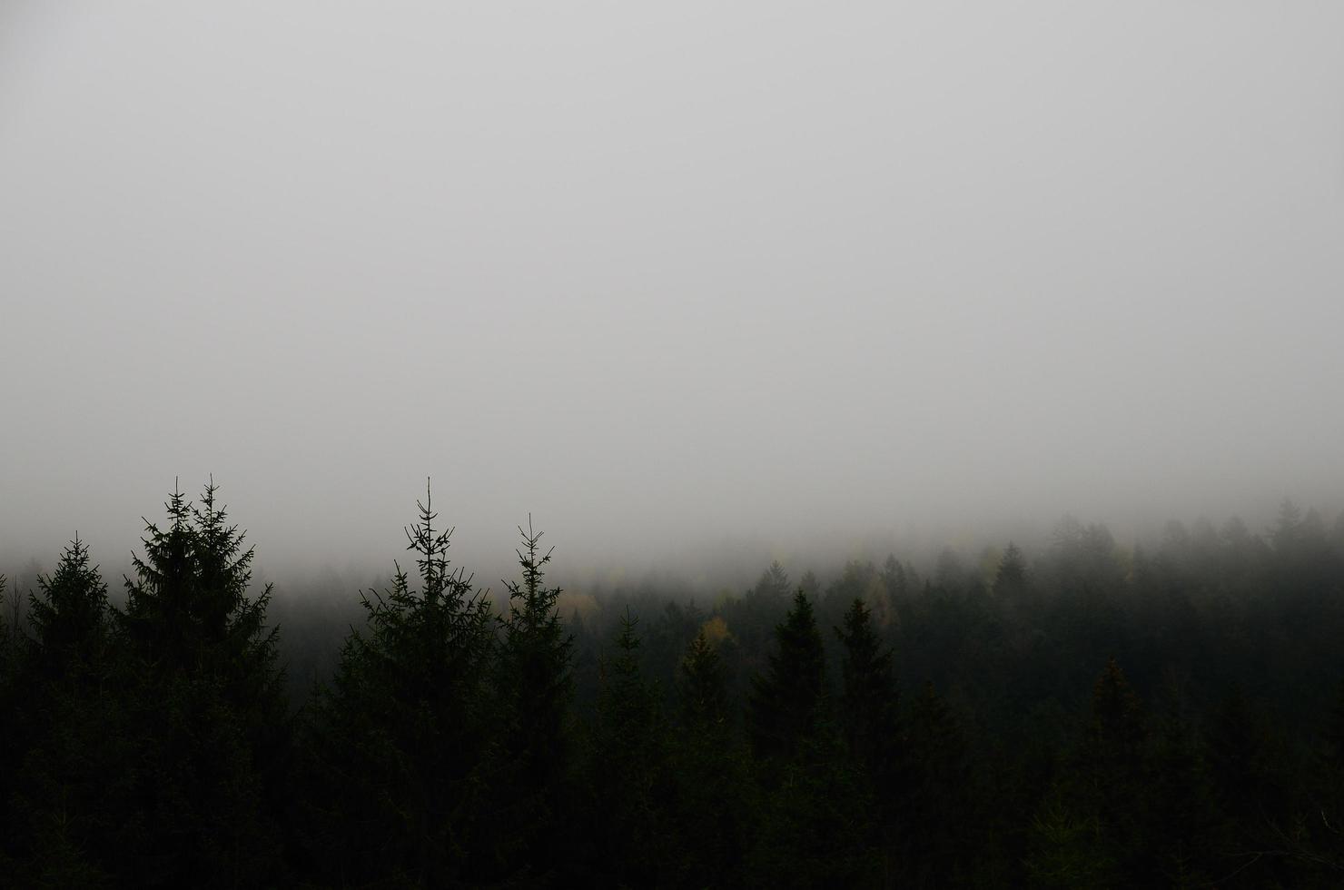 foresta con nebbia foto