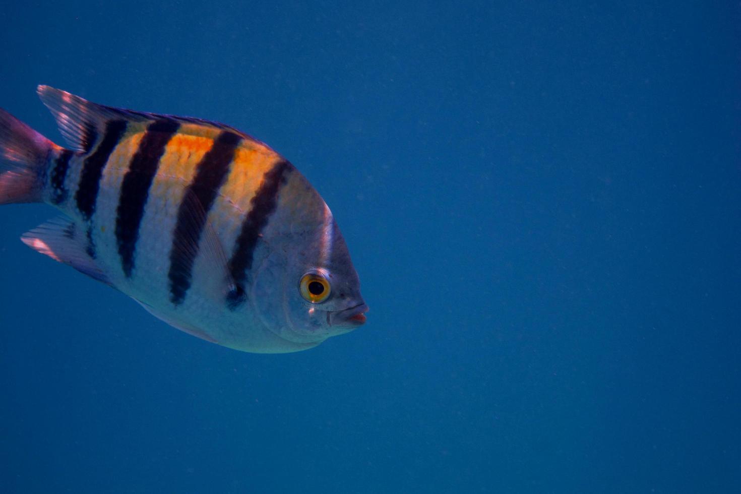 sergente pesce nel mare blu foto