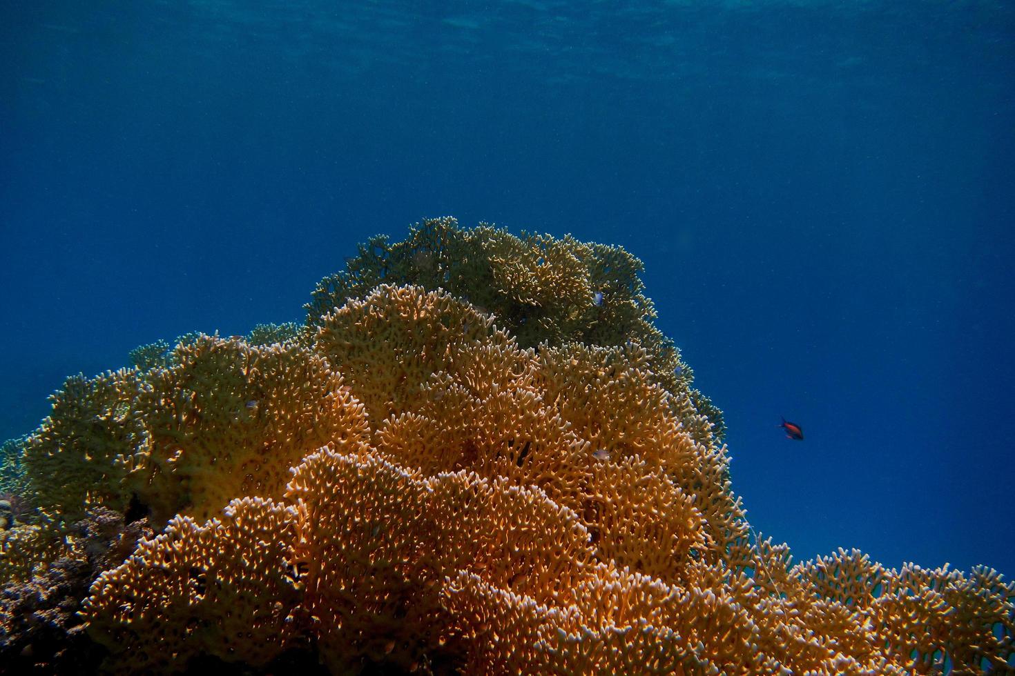 corallo giallo e mare blu foto