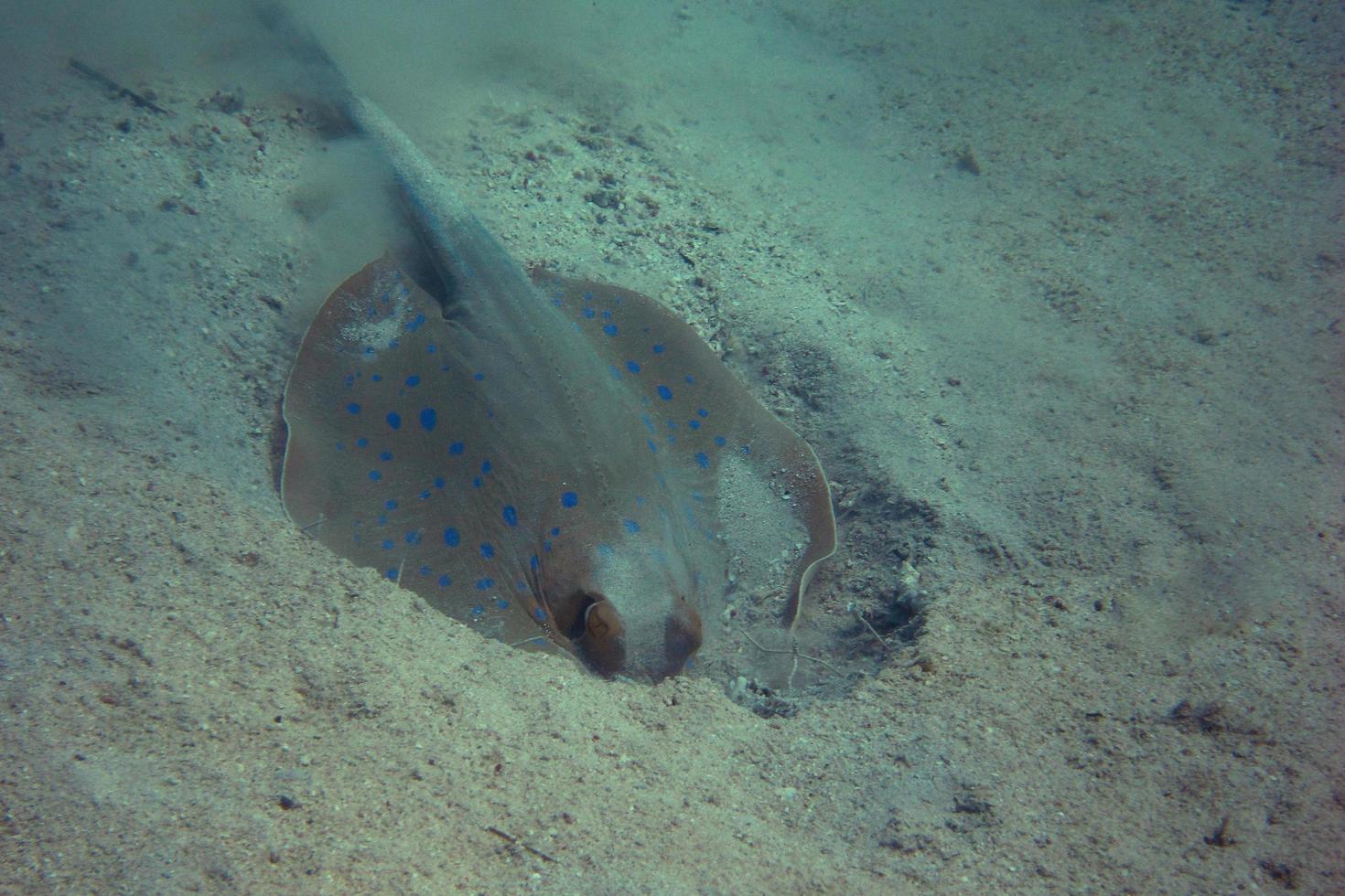 scavo della pastinaca maculata blu foto