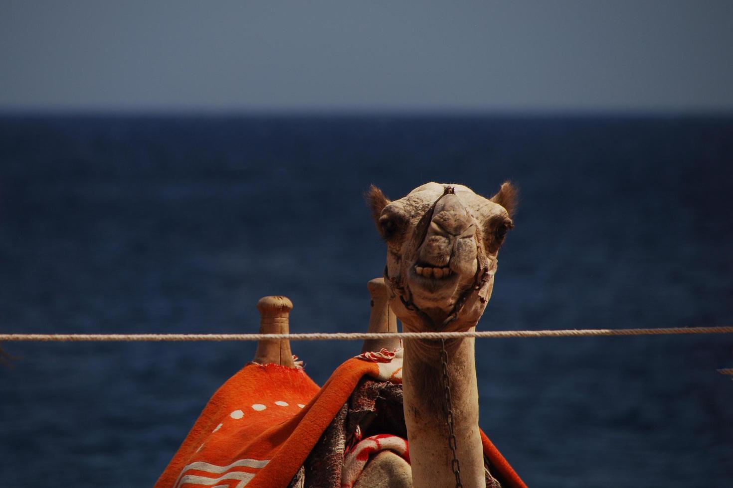 cammello sulla spiaggia in vacanza in egitto con vista sul mare foto