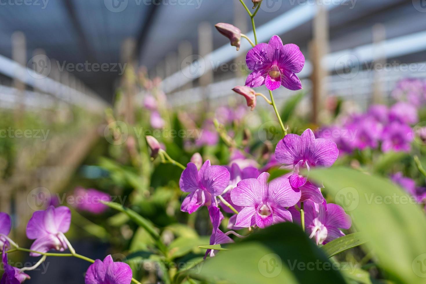 primo piano orchidee in fiore con prospettiva sfocata della fattoria dei fiori in background foto