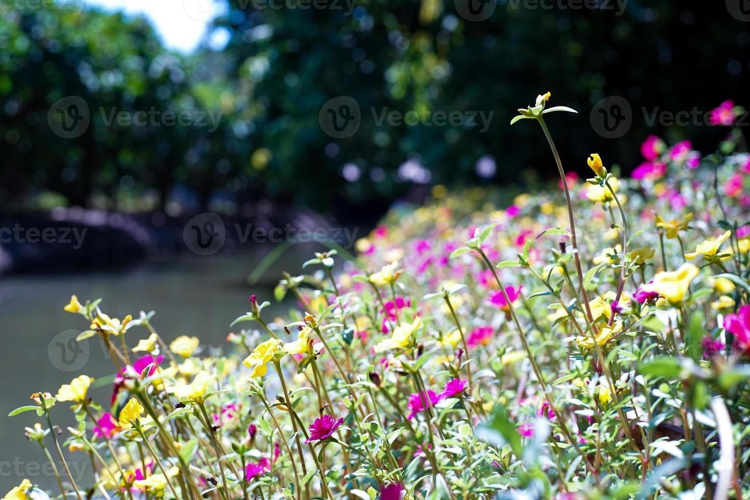 campo dei fiori in fiore rosa con sfondo sfocato del paesaggio foto