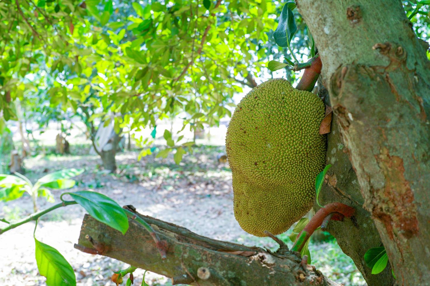 primo piano jackfruits appesi al corpo dell'albero nella fattoria biologica con un gruppo sfocato di baby jackfruit sullo sfondo foto