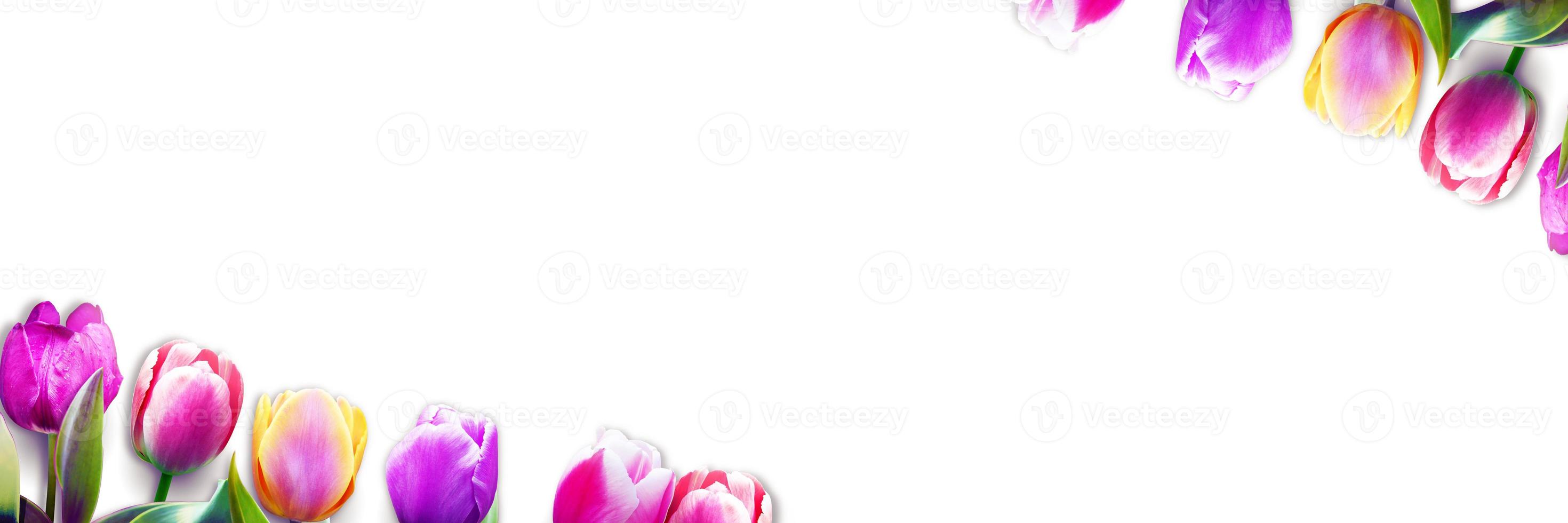 bellissimi tulipani. sfondo della natura primaverile per banner web e card design. foto