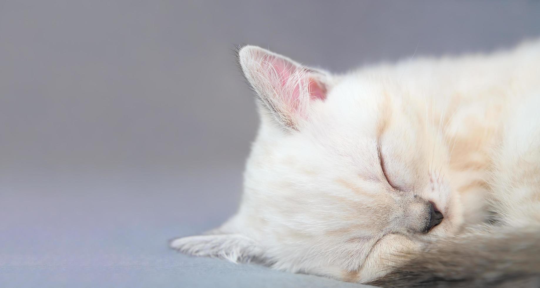 dormendo gattino biege sullo sfondo grigio. foto