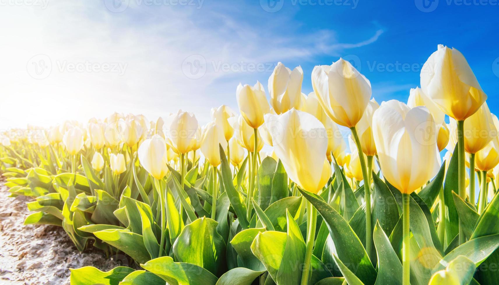 tulipani gialli alla luce del sole contro foto