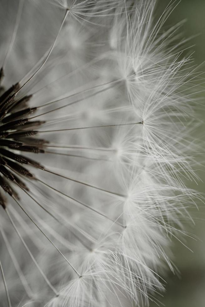 romantico seme di fiore di tarassaco bianco in primavera foto