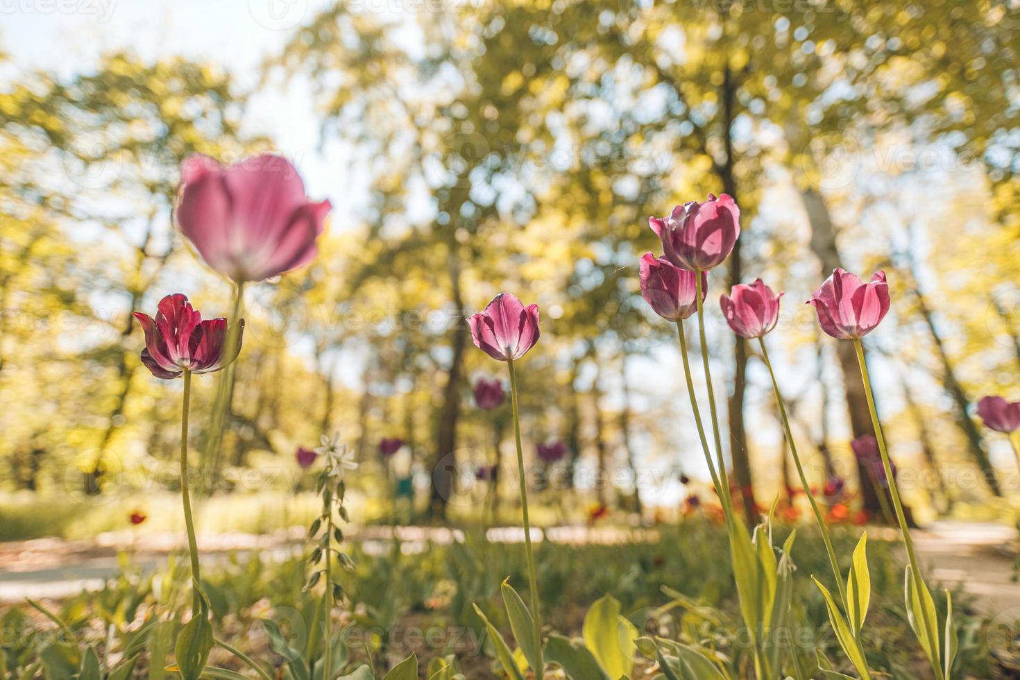 fantastico bouquet di tulipani nel giardino forestale o nel parco cittadino. tulipani rosa brillante. sfondo maestoso sognante della natura, fiori di primavera estate foto