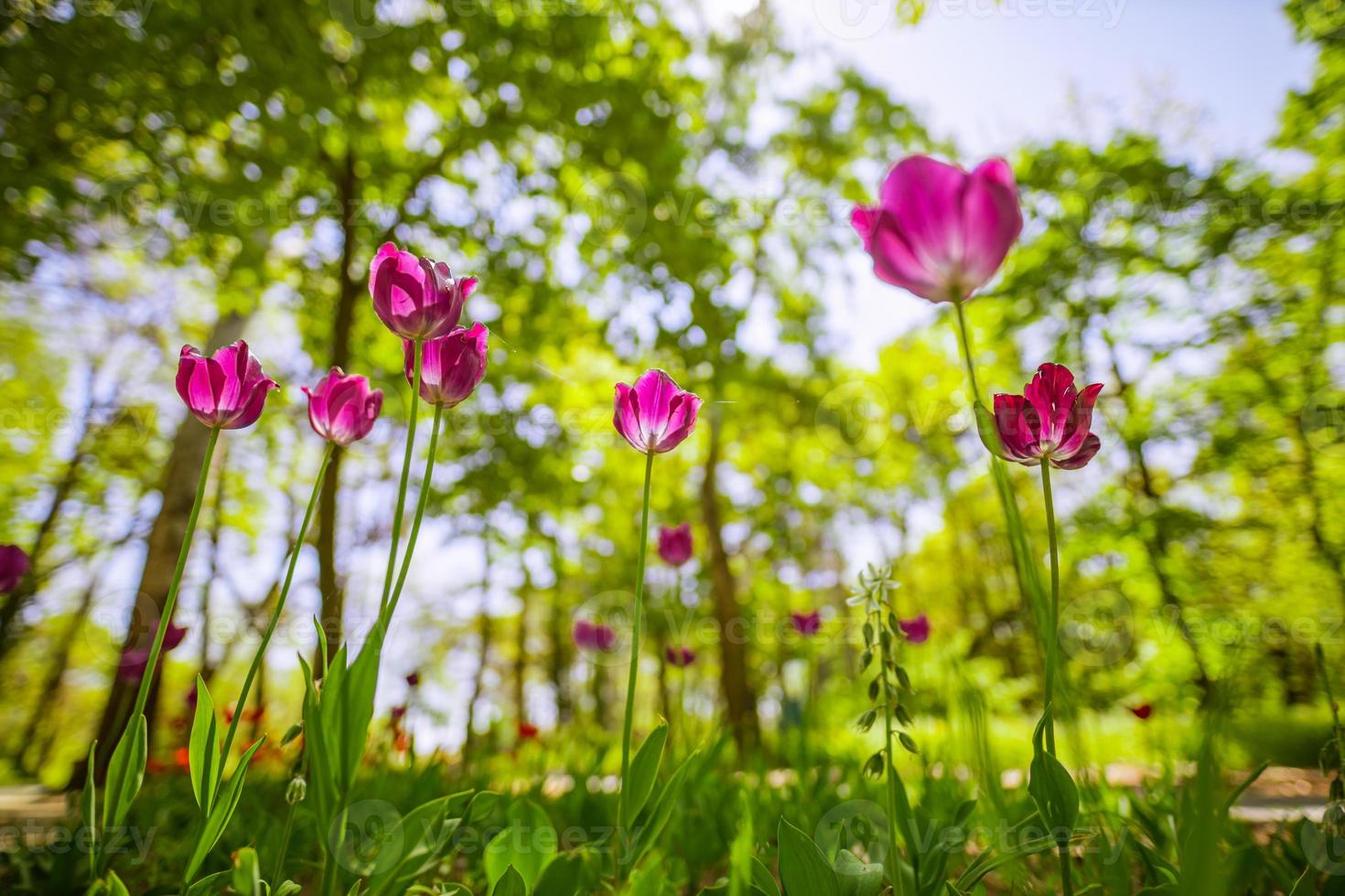 fantastico bouquet di tulipani nel giardino forestale o nel parco cittadino. tulipani rosa brillante. sfondo maestoso sognante della natura, fiori di primavera estate foto