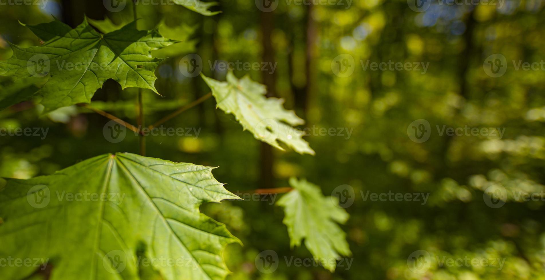 foglie verdi su sfondo sfocato paesaggio forestale. natura rilassante scenica con luce solare morbida e natura bokeh foto