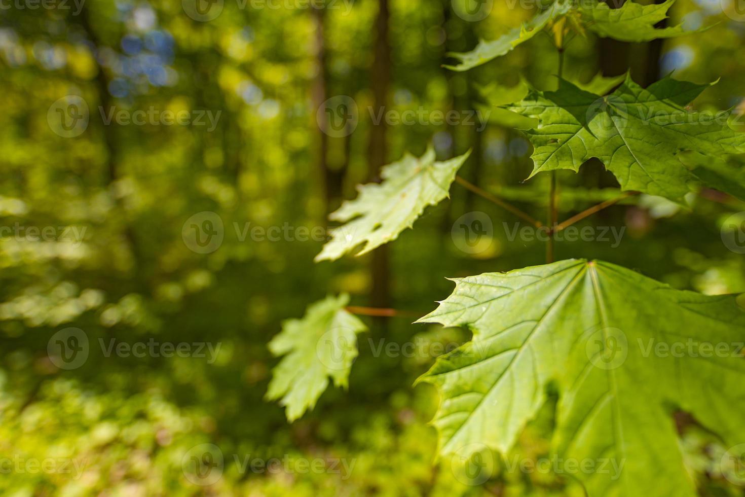 foglie verdi su sfondo sfocato paesaggio forestale. natura rilassante scenica con luce solare morbida e natura bokeh foto