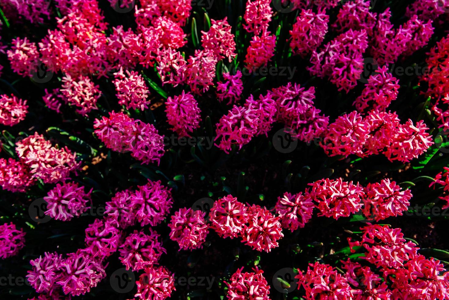 fantastici fiori in aiuola primaverile. giacinti rosa foto