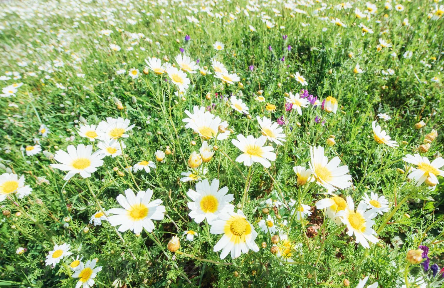 macro di bellissimi fiori di margherite bianche foto