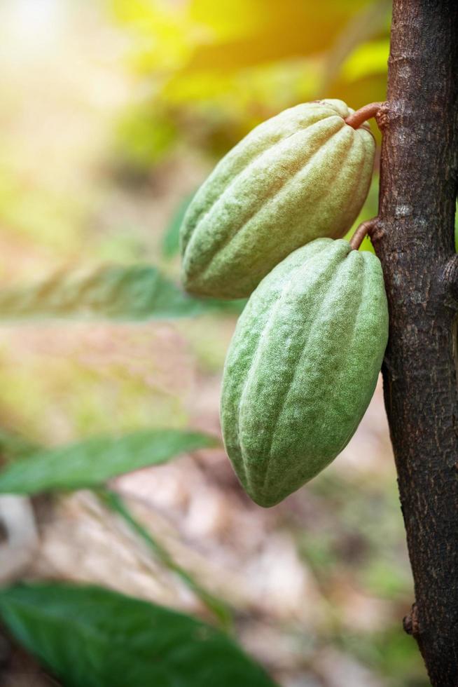 frutto di cacao su un albero di cacao nella fattoria della foresta pluviale tropicale. foto