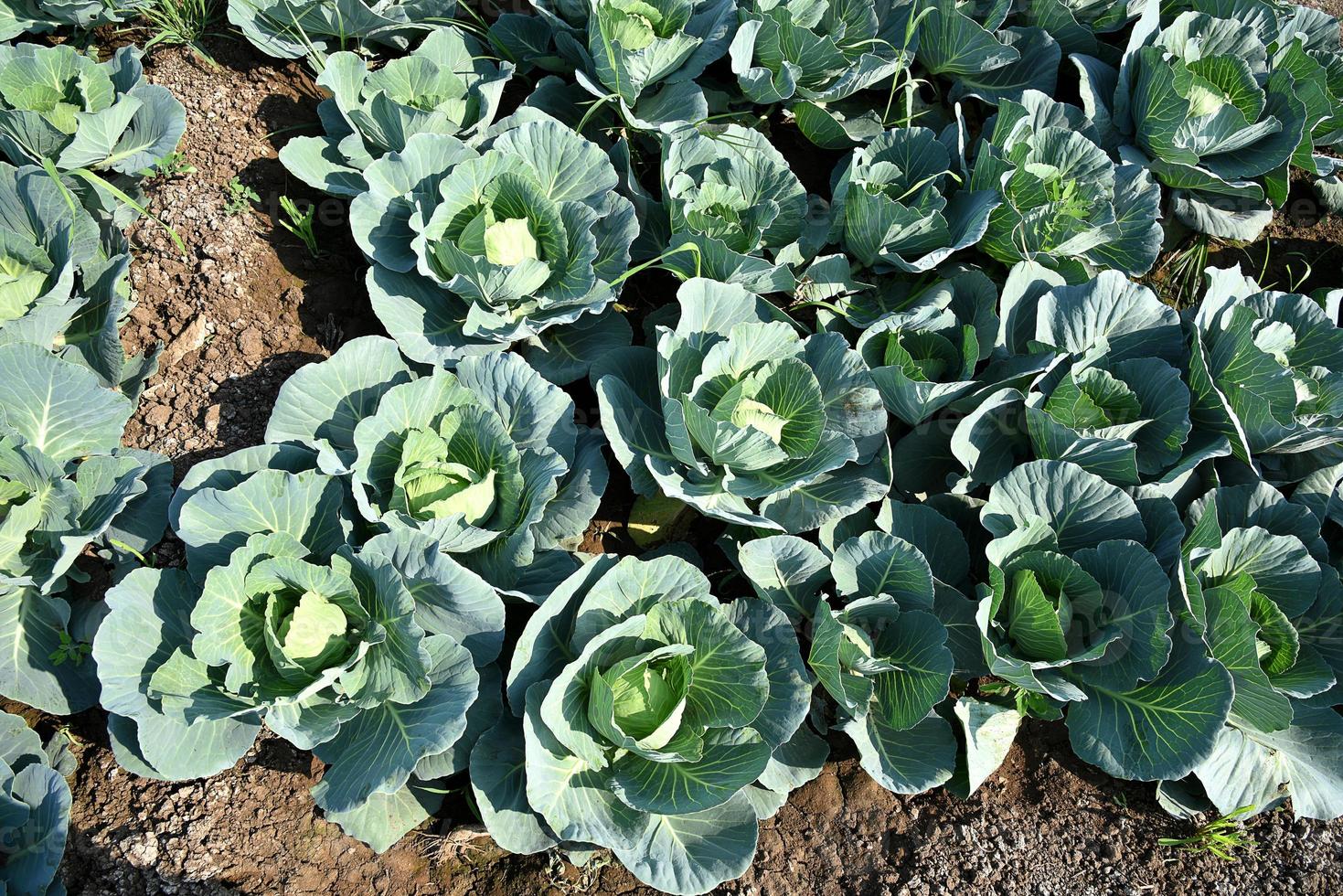 campo o fattoria di cavoli, cavoli verdi nel campo agricolo foto