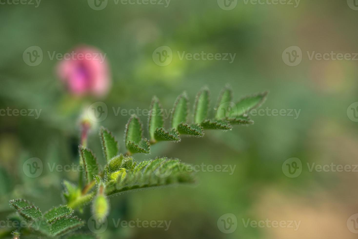 fiori di ceci con giovani piante verdi nel campo dell'azienda agricola foto