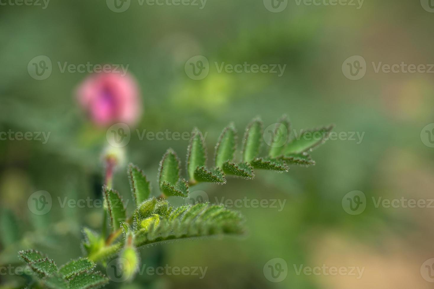 fiori di ceci con giovani piante verdi nel campo dell'azienda agricola foto