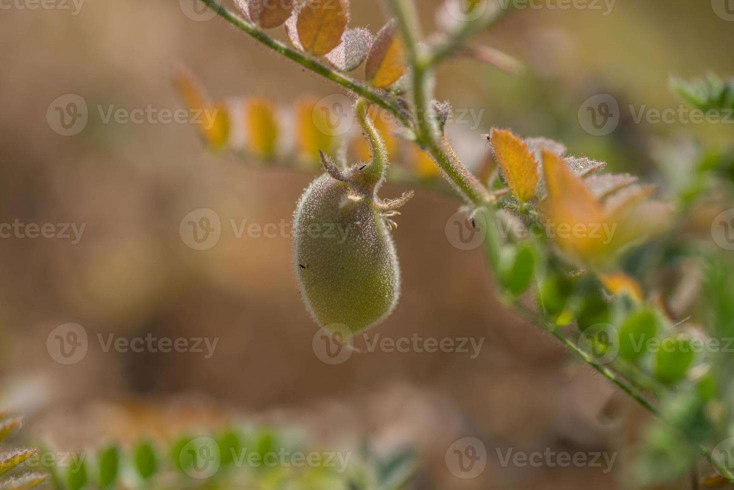 Baccello dei ceci con le giovani piante verdi nel campo dell'azienda agricola, primo piano. foto