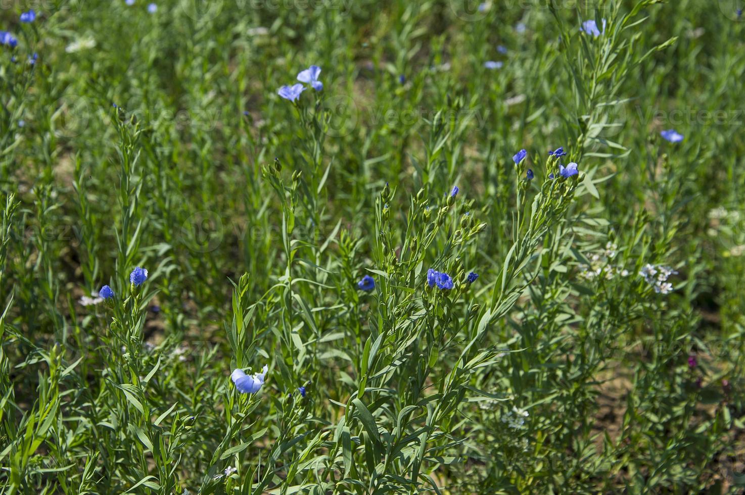 campo agricolo di bellissime piante e fiori di semi di lino, campo agricolo. foto