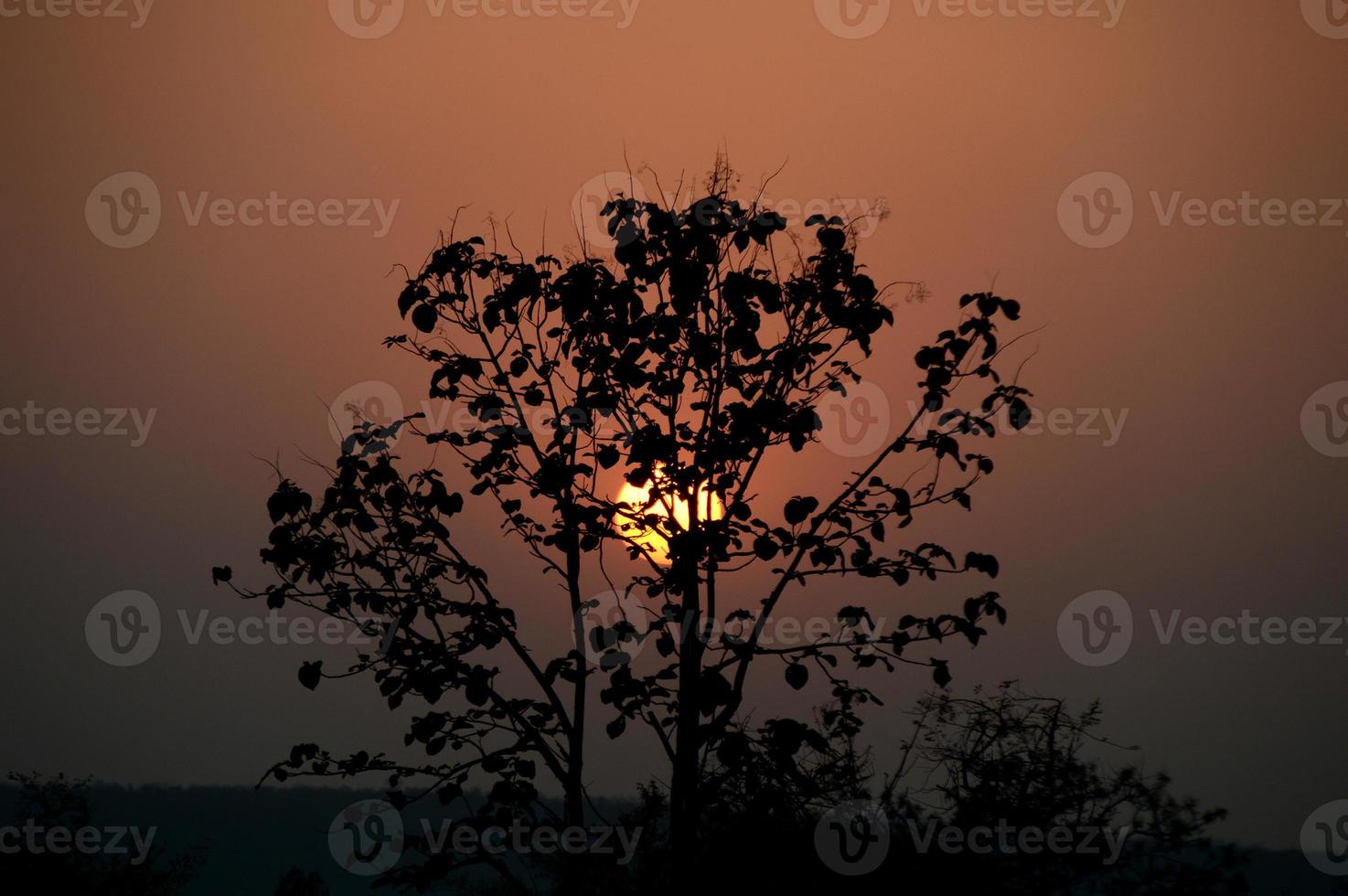paesaggio con silhouette di alberi al tramonto. paesaggio in controluce, foto
