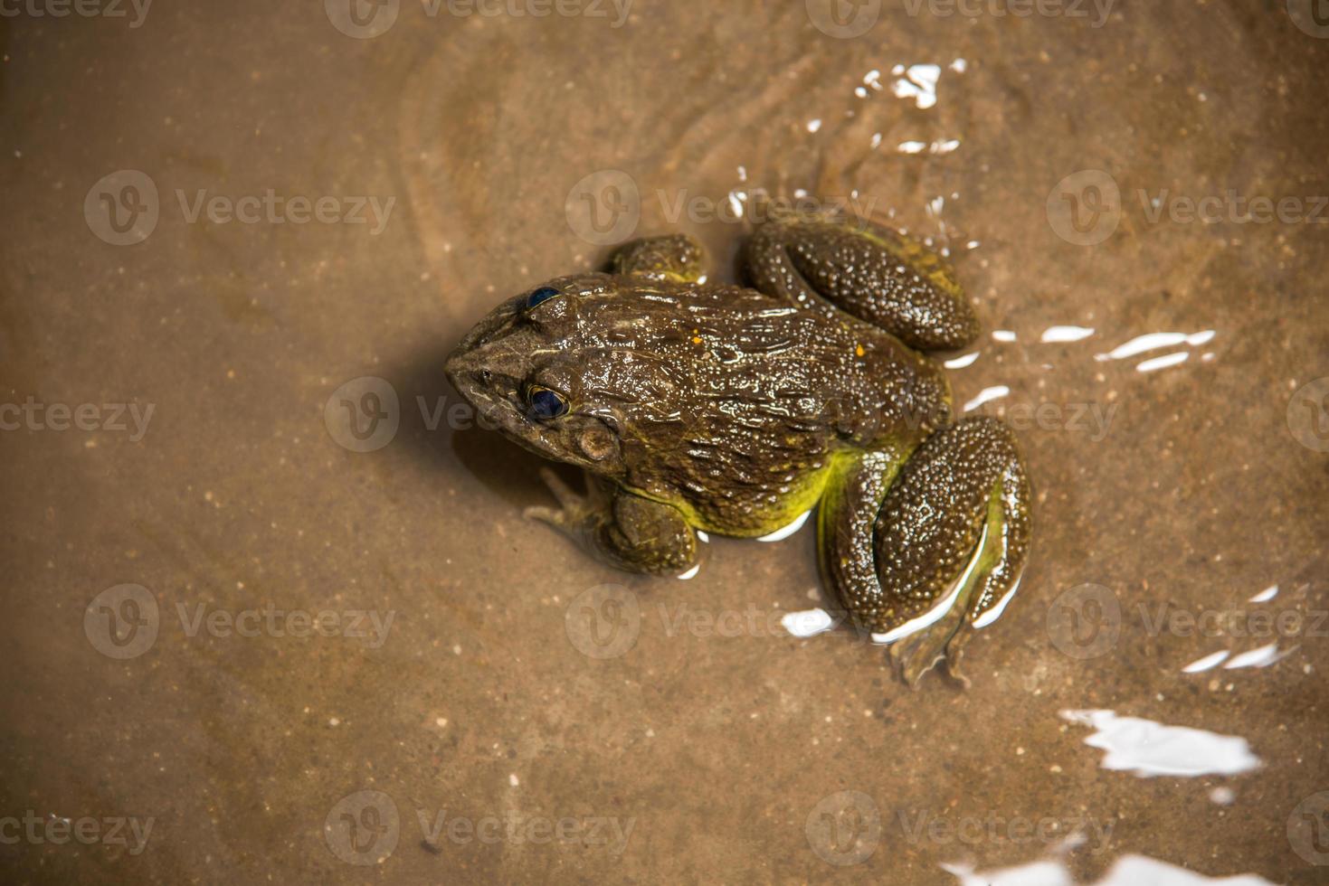 rana in acqua o stagno, primo piano foto