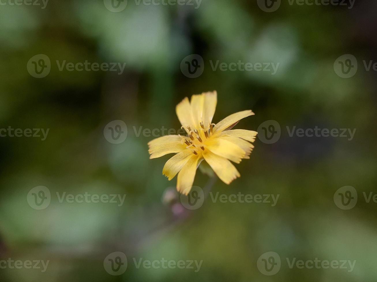 pianta varia di natura selvaggia foto