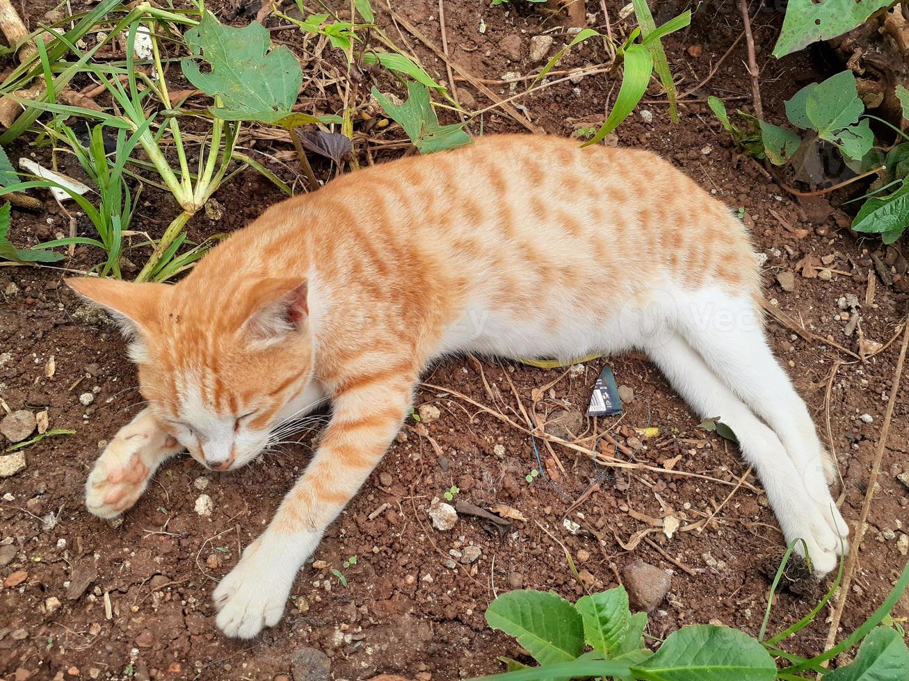 gatto arancione assonnato sul terreno foto