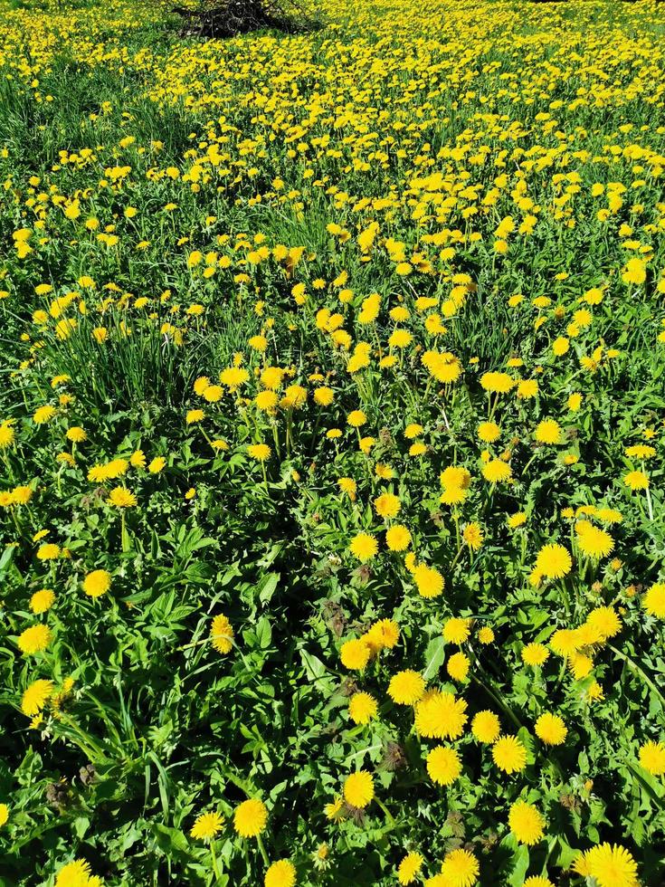 denti di leone gialli ed erba verde foto