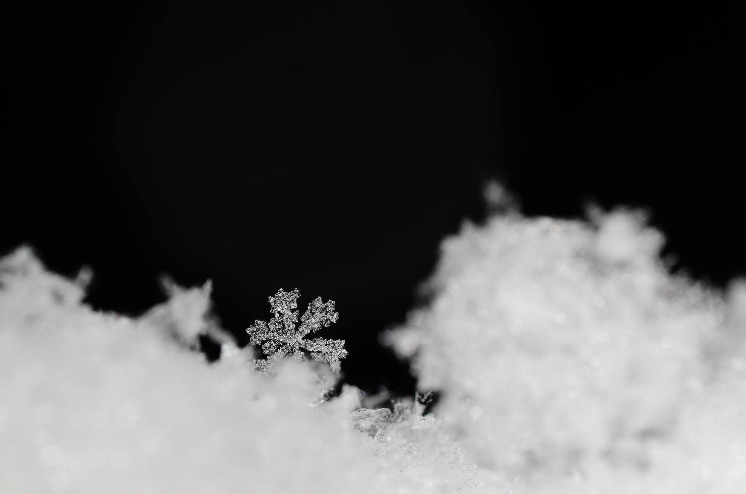 bellissimo cristallo di neve nella neve fresca foto