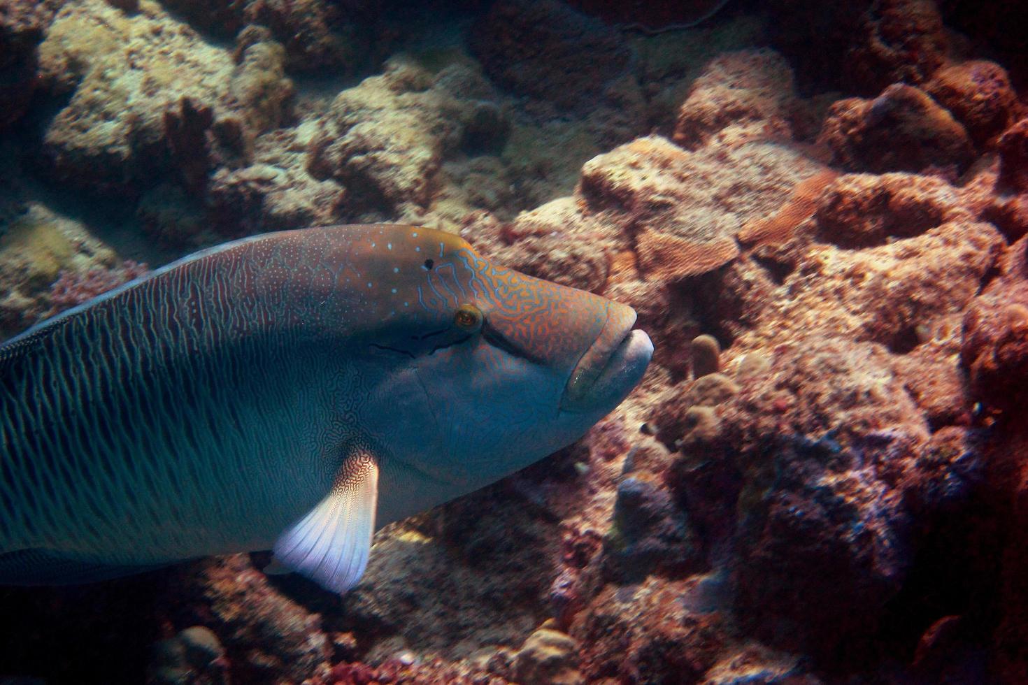 pesce napoleone durante le immersioni foto