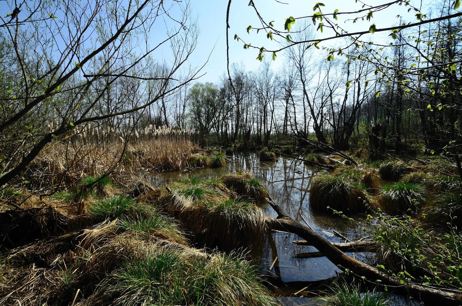 palude in natura foto