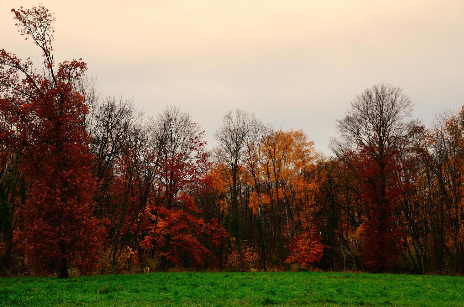 tanti colori in autunno foto