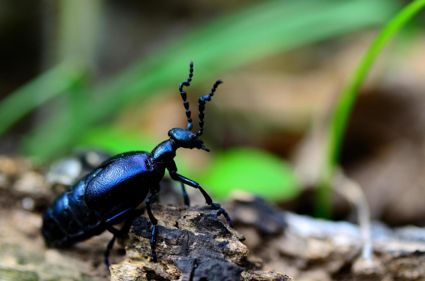 scarabeo nero scintillante foto