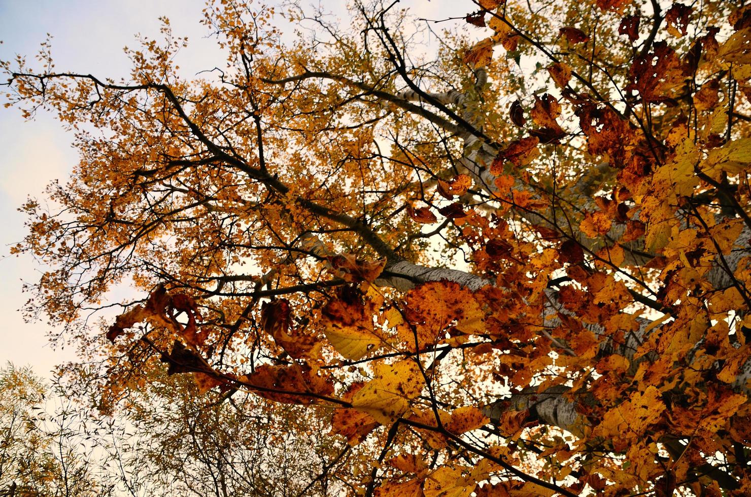 foglie colorate su un albero foto