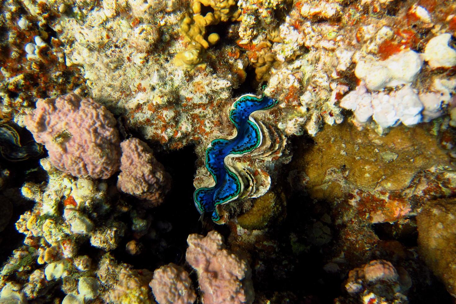 conchiglia blu nel mare foto