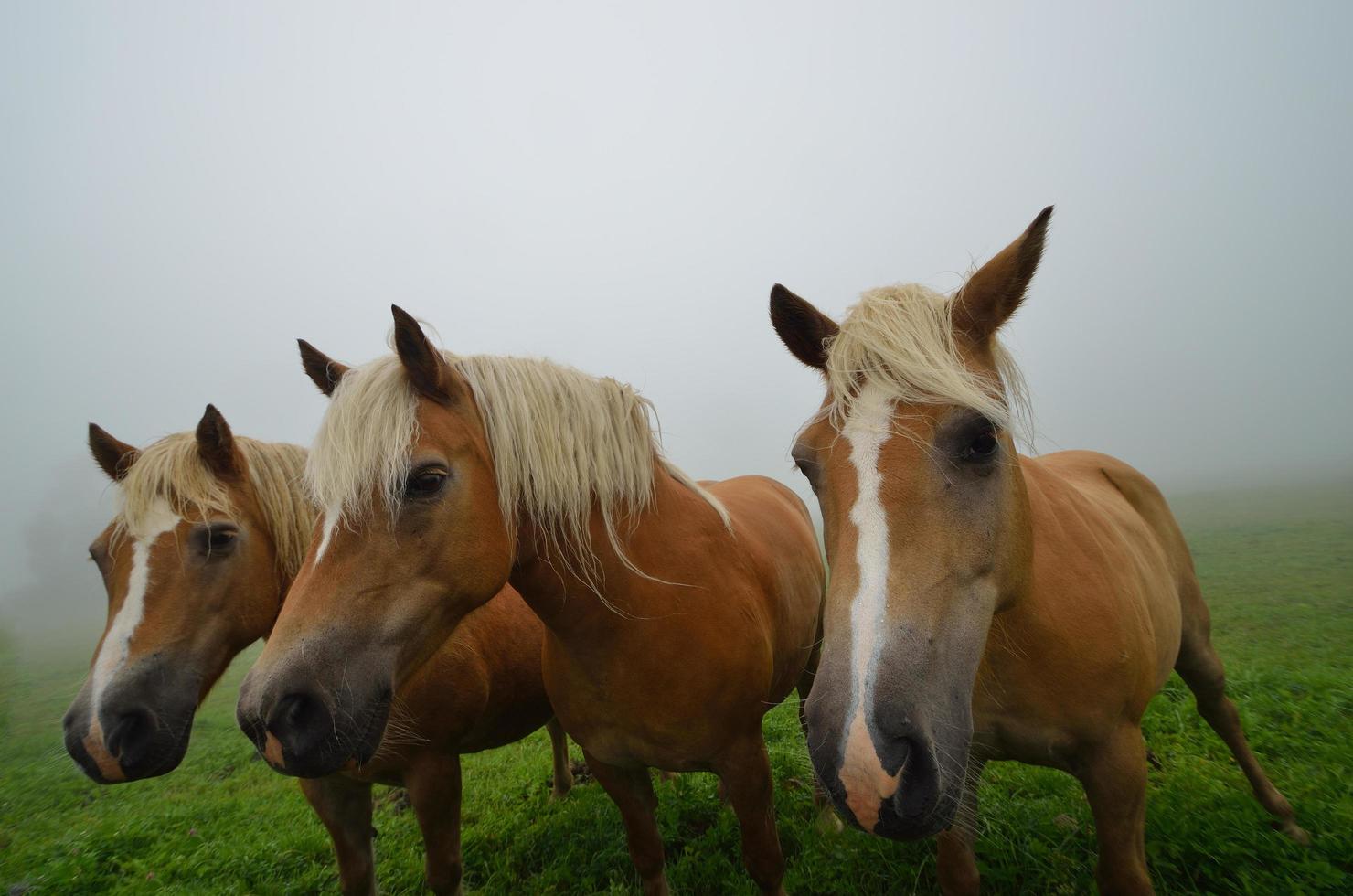 tre cavalli biondi foto