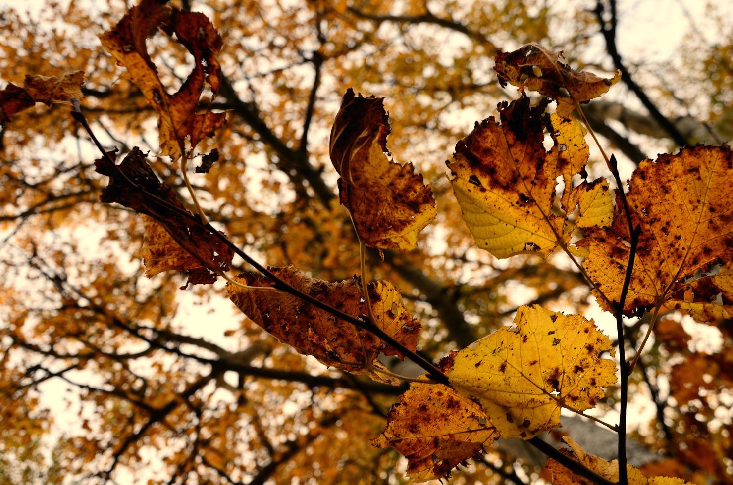 foglie gialle in autunno foto