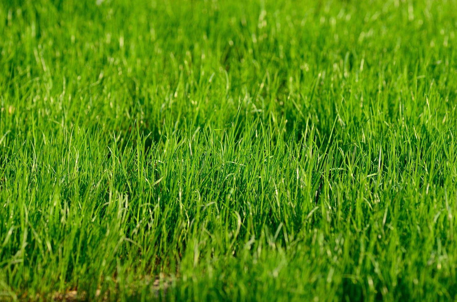 erba verde fresca foto