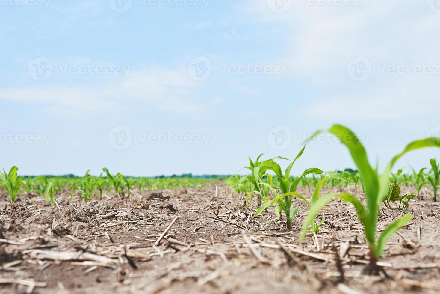 campo di mais. giovani piante di mais che crescono al sole foto