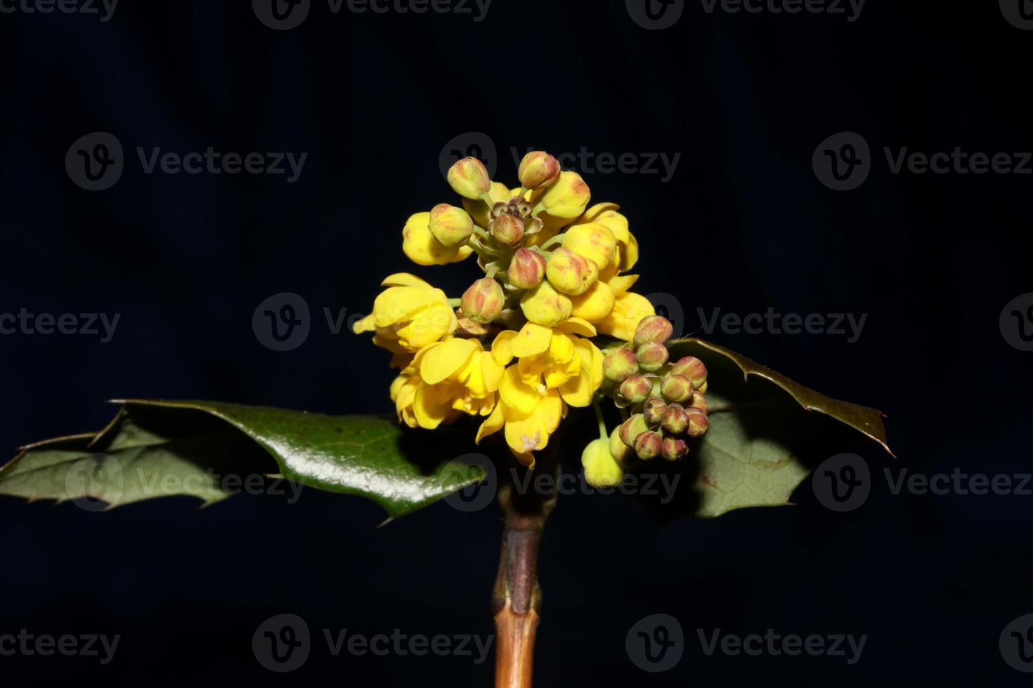 fiore che sboccia berberis aquifolium famiglia berberidaceae sfondo macro moderna alta qualità stampa di grandi dimensioni foto