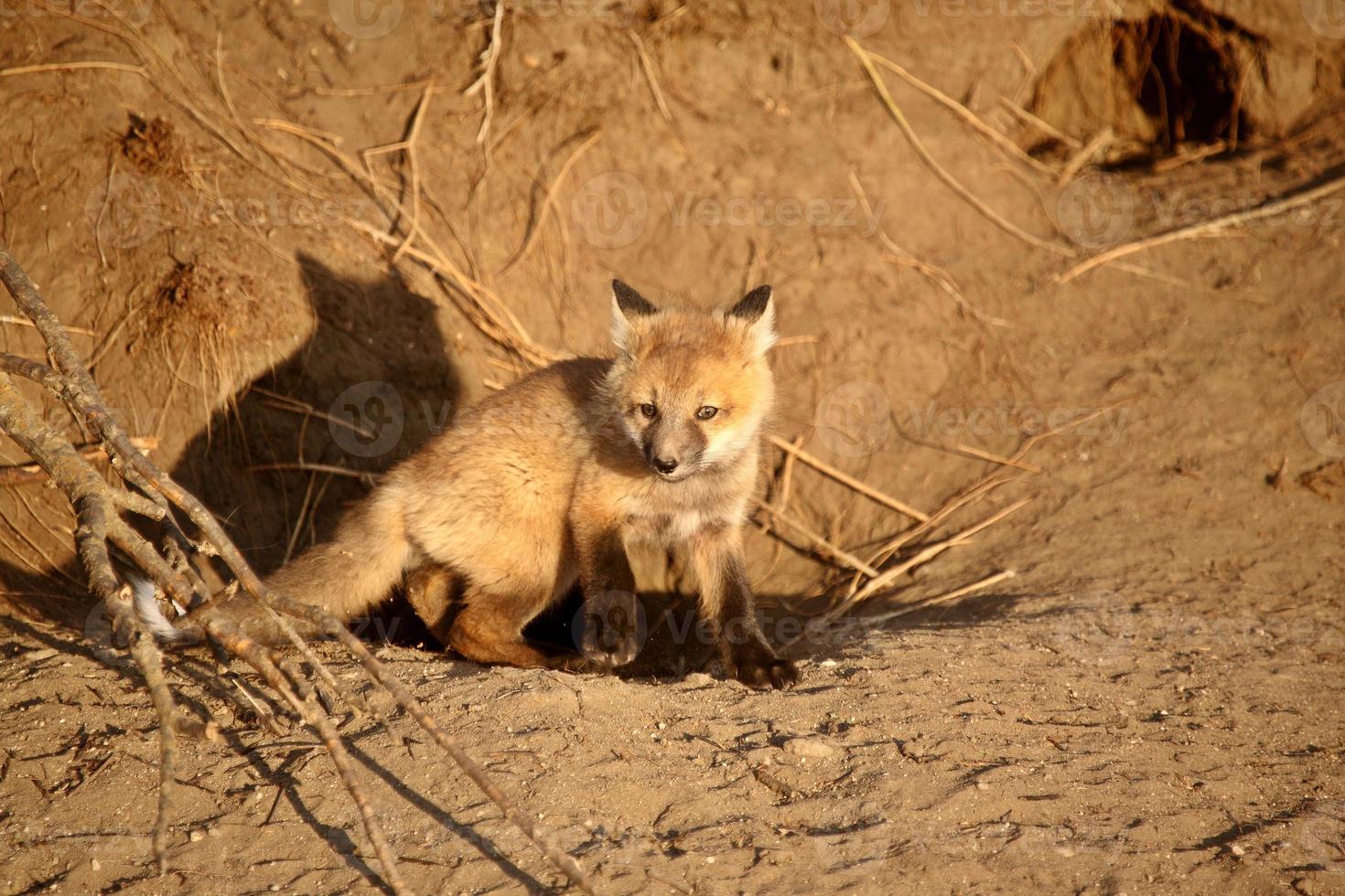 cucciolo di volpe rossa alla tana foto