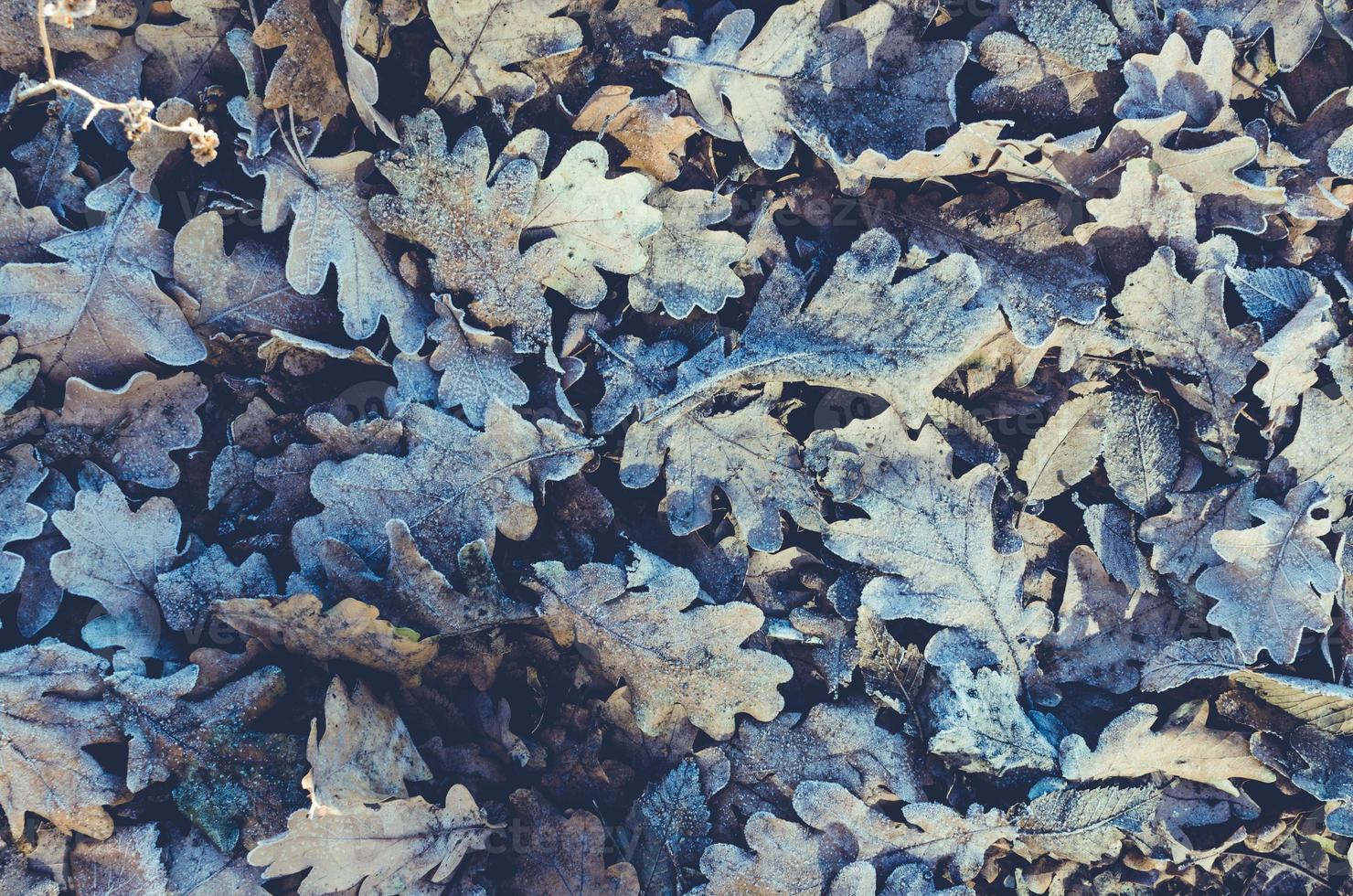 sfondo di foglie cadute e quercia congelata foto