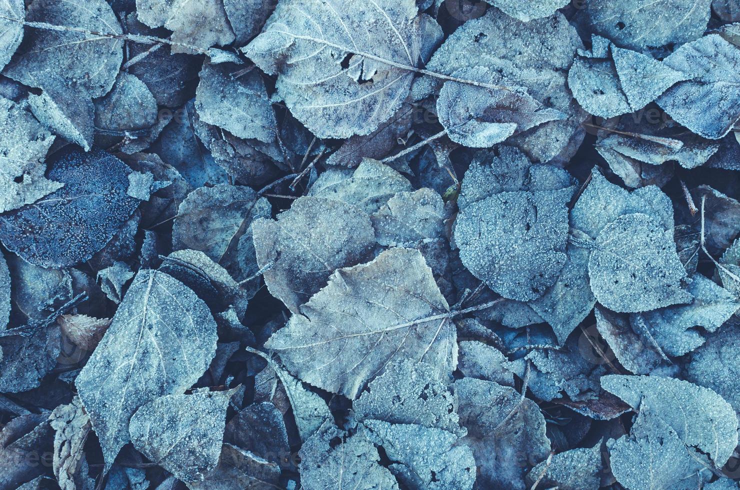 sfondo di foglie cadute ricoperte di gelo e neve foto