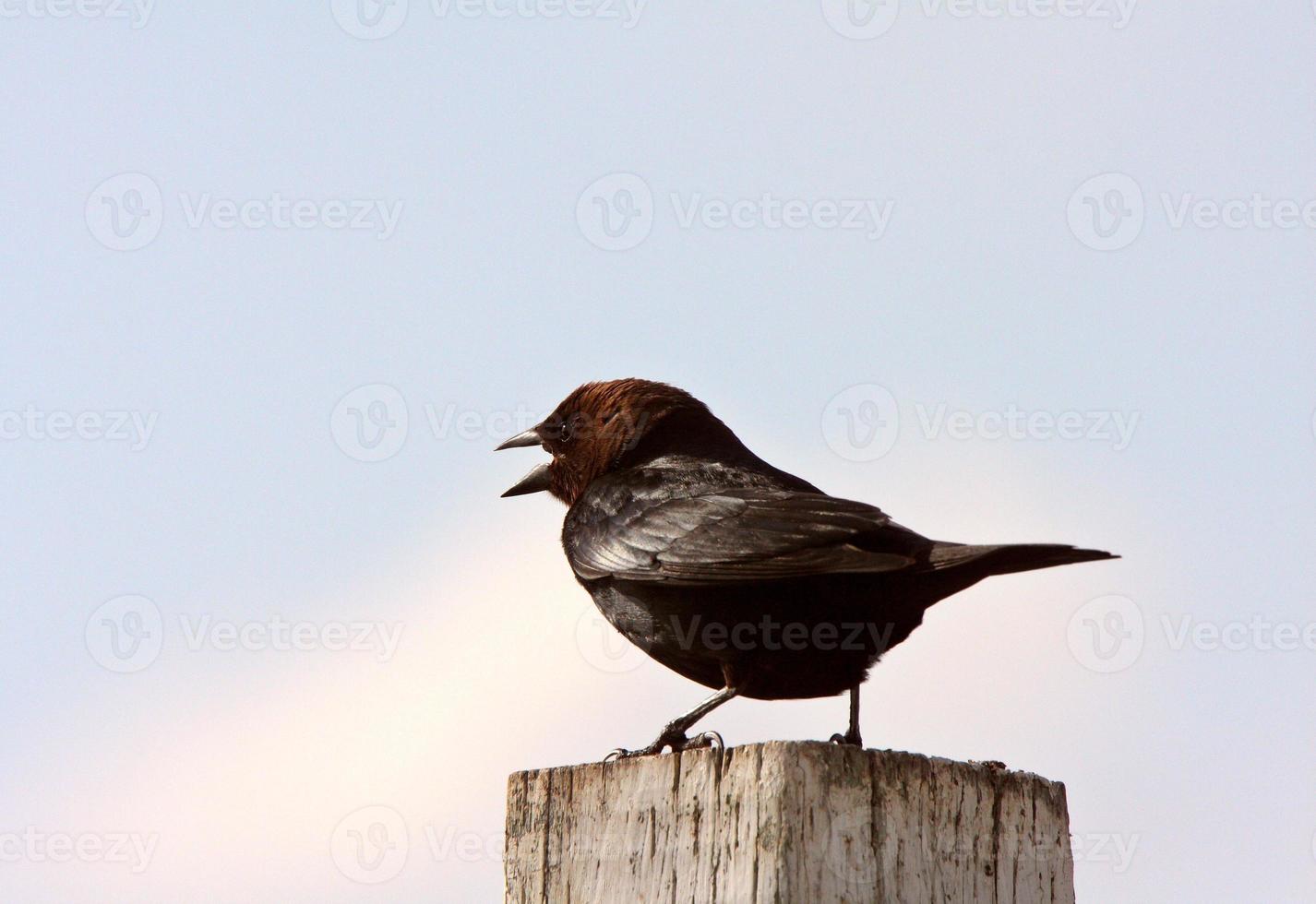 Cowbird dalla testa marrone maschio appollaiato sul palo di recinzione foto