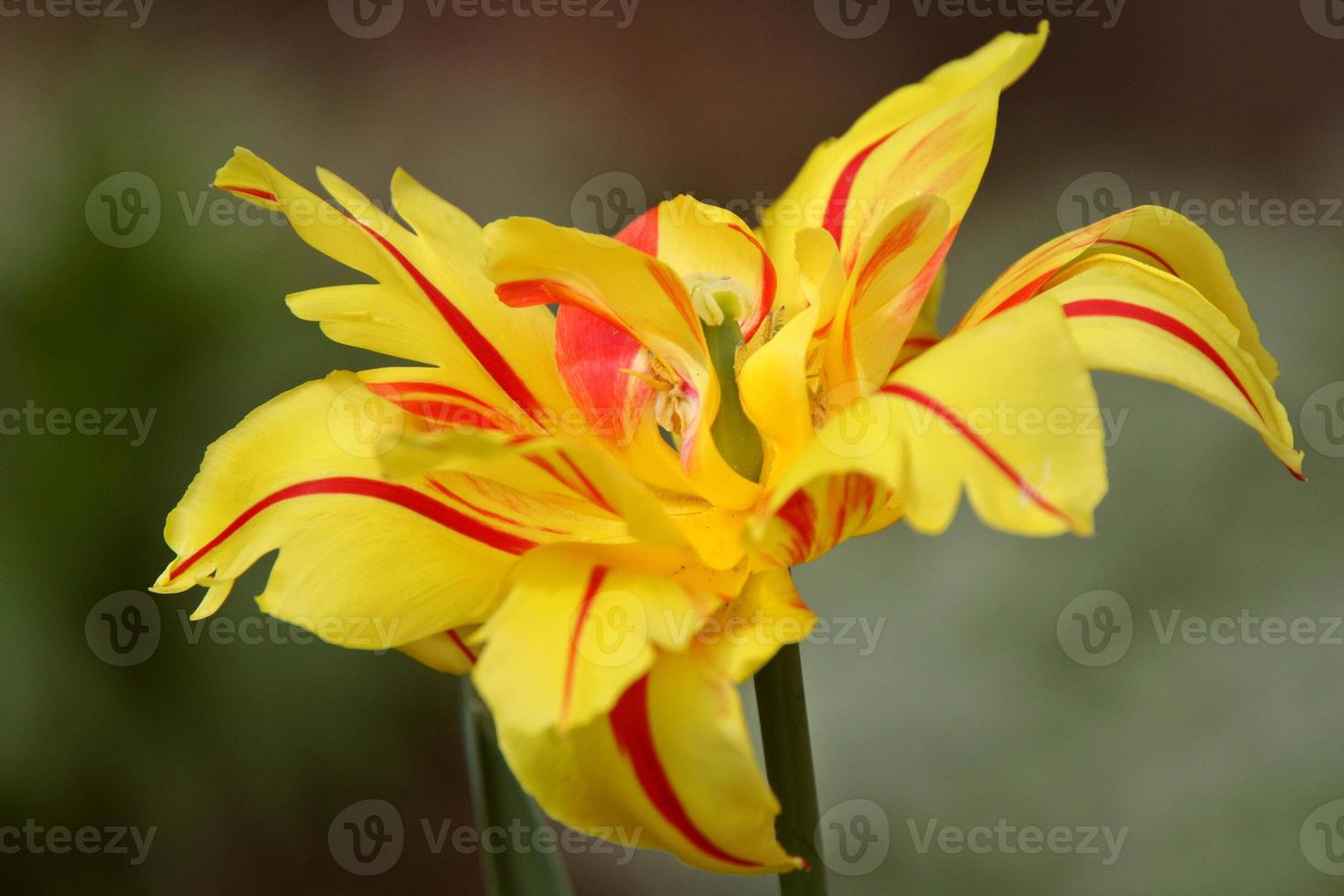 giallo con fiore a strisce rosse in primavera foto
