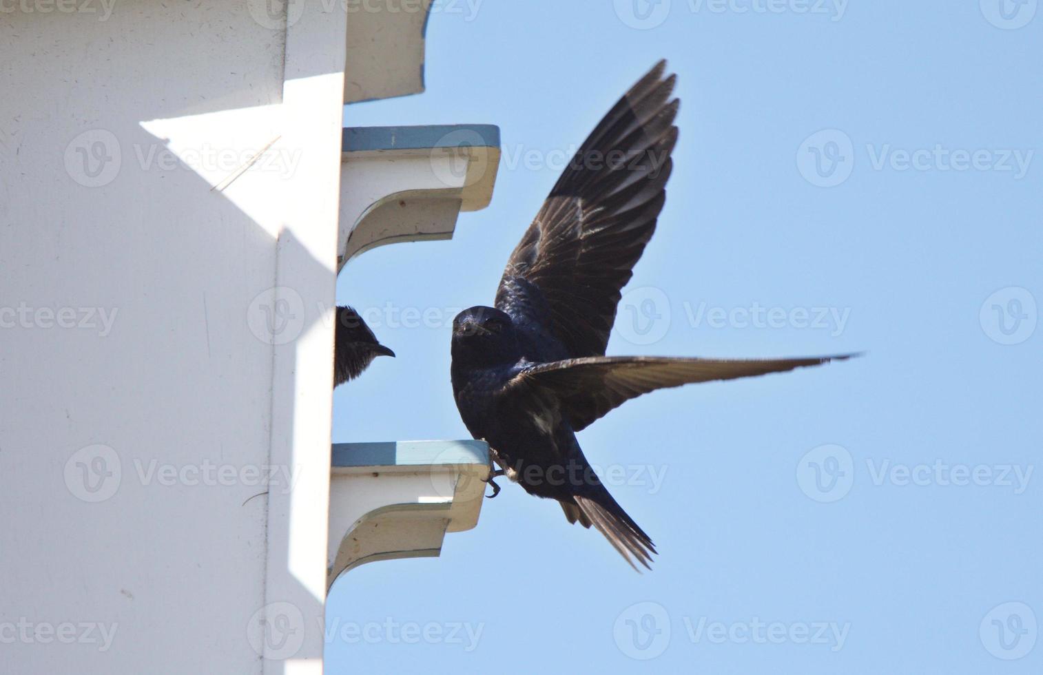 martin viola alla complessa casa degli uccelli foto