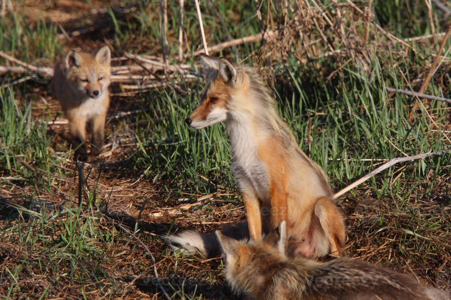adulti di volpe rossa con cucciolo sull'isola di hecla a manitoba foto